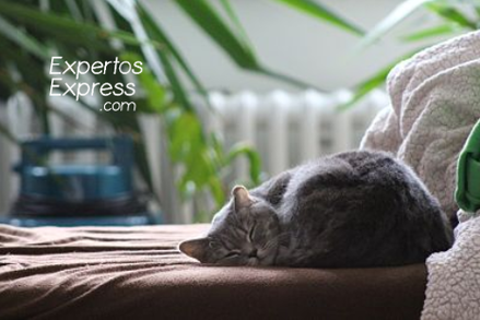 Precio de servicio de cuidado de gatos por día a domicilio, Presupuesto  de servicio de cuidado de gatos por día a domicilio, precio de cuidado de gatos a domicilio Madrid, Presupuesto de cuidado de gatos a domicilio Madrid